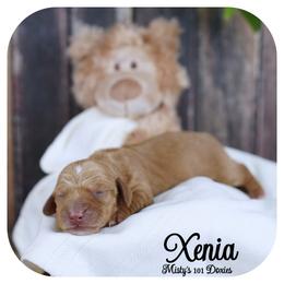 XENIA - AKC Registered - Red female Dachshund puppy in Graceville, Florida from Misty's 101 Doxies