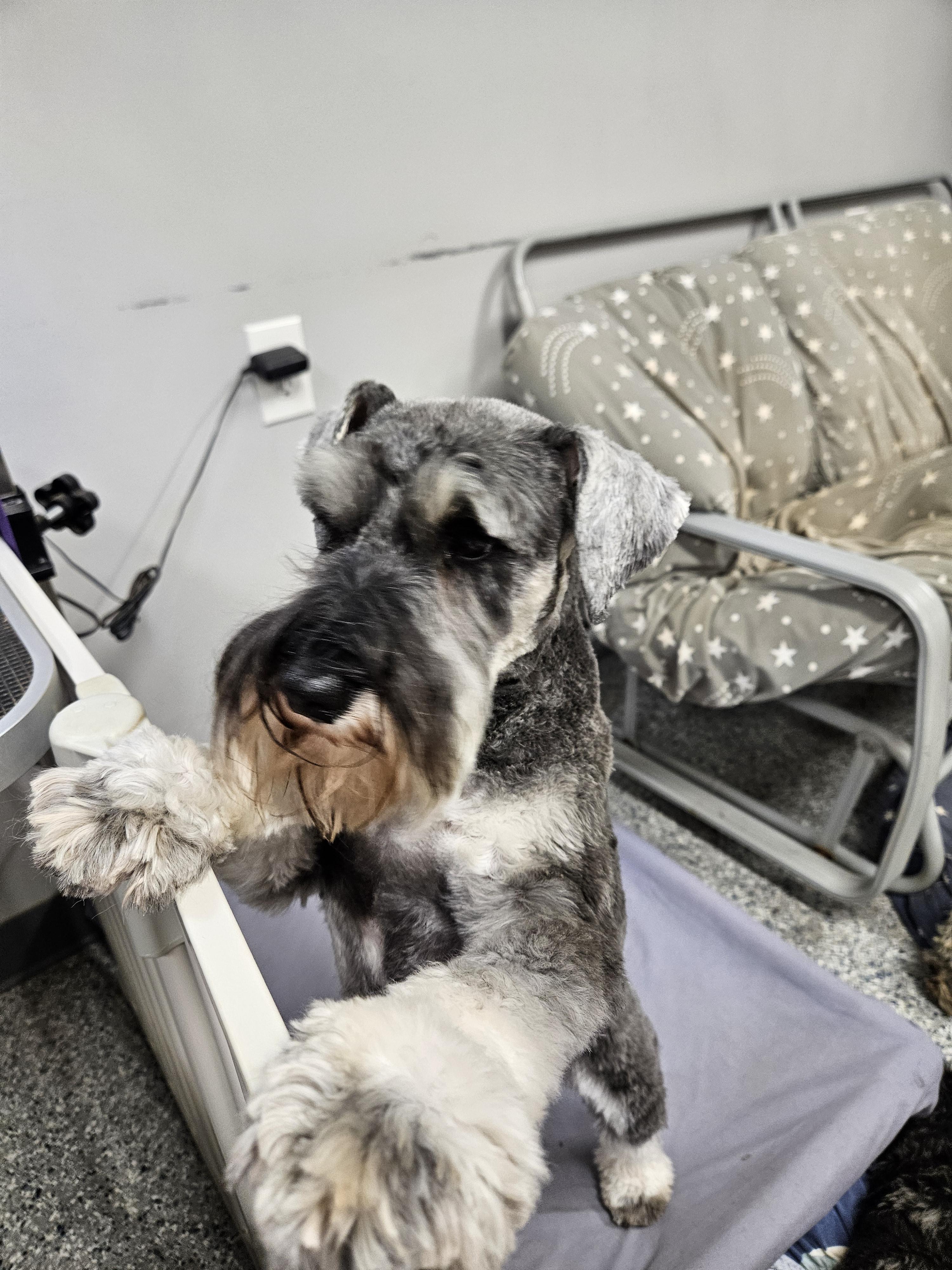 Maxwell House Schnauzers in Tennessee | Miniature Schnauzer