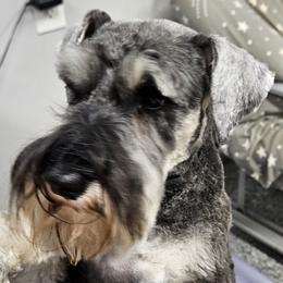 Miniature Schnauzers from Maxwell House Schnauzers