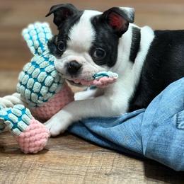 Felix - Black and white male Boston Terrier puppy in Edgewater, Florida from Bluewater Bostons