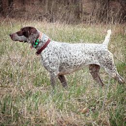Vittoria - German Shorthaired Pointer