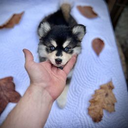 Pomsky Puppies from Blue Ridge Pomsky