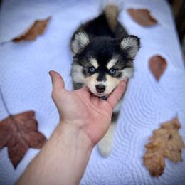 Pomsky Puppies from Blue Ridge Pomsky