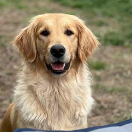 Lola - Golden Retriever