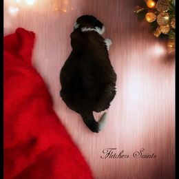 No collar - Mahogany and white female Saint Bernard puppy in New Philadelphia, Ohio from Fletchers Saints