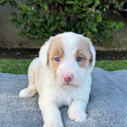 Zaya 4000 - Brown and white female Sheepadoodle puppy in Los Angeles, California from Exquisite Doodles