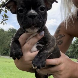 Girl 2 - French Bulldog puppy in Calhoun, Georgia from Shays Designer Dogs