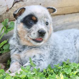 Australian Cattle Dogs from 4C Cattle Dogs