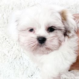AKC Wiggles - Cream and white male Shih Tzu puppy in Greenville, South Carolina from Babyface Shih Tzu