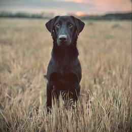 Labrador Retriever Puppies from Holyoke Kennel