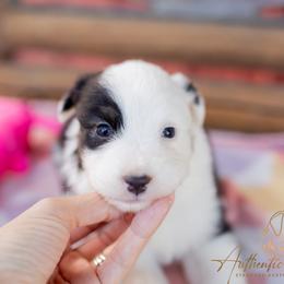 Frances - Black Tri Female - Black tri-color female Australian Shepherd puppy in Red Bud, Illinois from Authentic Aussies