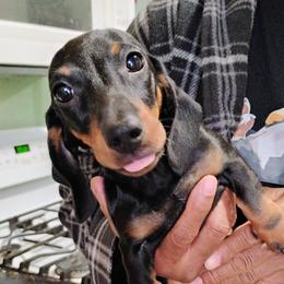 Tiny Tina - Black and tan female Dachshund puppy in Windom, Minnesota from Wyrmhund Dachshunds