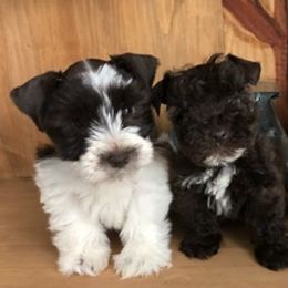 Miniature Schnauzers from Shades of Chocolate Mini Schnauzers