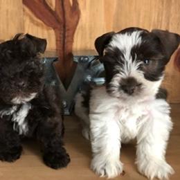 Miniature Schnauzers from Shades of Chocolate Mini Schnauzers