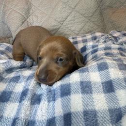 Boy 4 - Fawn (Isabella) male Dachshund puppy in Whitehouse, Texas from Bonded Oaks Doxies