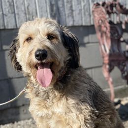 Lacey - Aussiedoodle