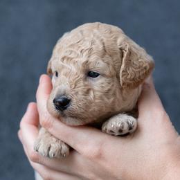 Lucas - Apricot male Goldendoodle puppy in `Richmond, Virginia from OikiaDoodle