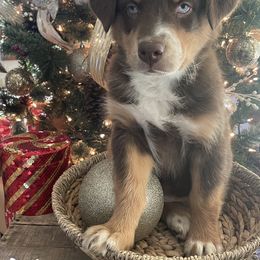 Australian Shepherd Puppies from Mundo Farm Aussies