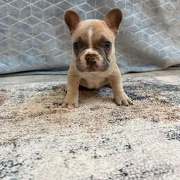 Milo - Tricolors male French Bulldog puppy in San Antonio, Texas from Chary's Elite Frenchies