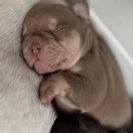 Birken - Tricolors male French Bulldog puppy in Stanchfield, Minnesota from Sunshine's French Bulldogs