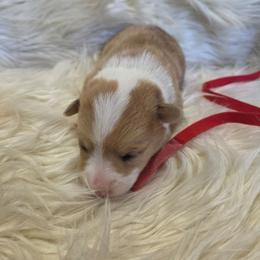 Red Male - White and red male Pembroke Welsh Corgi puppy in Wayne City, Illinois from Lash Livestock & Corgis
