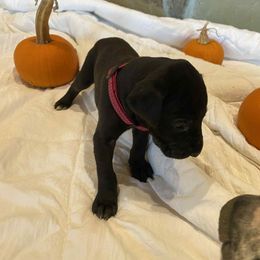 Ella - Black female Great Dane puppy in Missouri from Daniels Danes