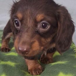 Green Blanket - Chocolate and tan female Dachshund puppy in Ridge, New York from Tracy's Puppy Club