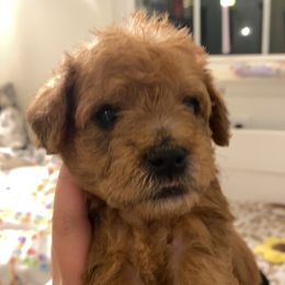 Schnoodle Puppies from Noodle Tings Puppies