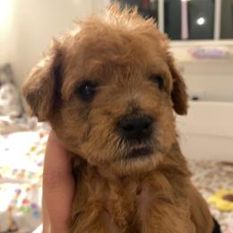 Schnoodle Puppies from Noodle Tings Puppies