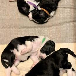 Goldendoodle, Golden Retriever, and Sheepadoodle Puppies from Guppy Puppies