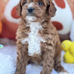 Aussiedoodle and Cavapoo Puppies from Pawsome Aussie Doodles and Oodles