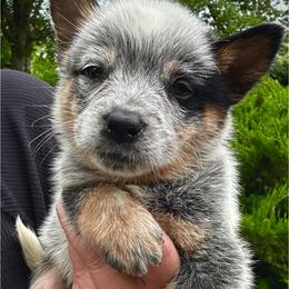 AKC Boy 3 Mississippi - Blue male Australian Cattle Dog puppy in Mc Comb, Mississippi from McCall's Mississippi AKC Blue Heelers Australian Cattle Dogs