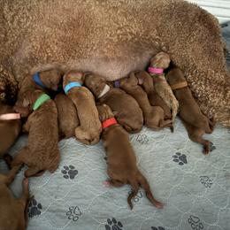 Dark green collar - Red  male Poodle puppy in Riverside, California from Riverside red poodles