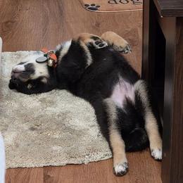 Shiba Inu Puppies from Animal Farm Shiba Inus & Mameshibas