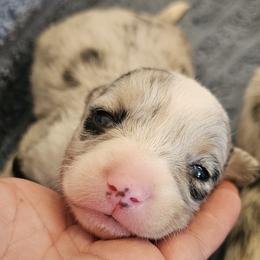 AKC Cardigan Boy 'Bandit - Blue merle and white male Cardigan Welsh Corgi puppy in Tombstone, Arizona from WeVolution Off-Grid
