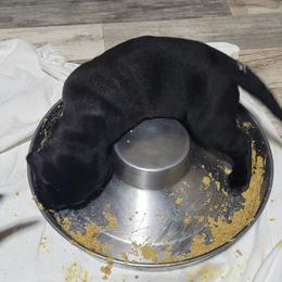 White Tail - Black male Labrador Retriever puppy in Ogden, Illinois from Hallelujah Retrievers