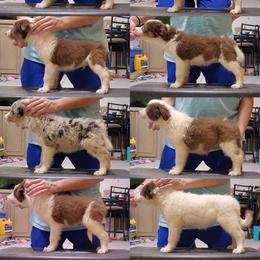 Border Collie Puppies from Oddity Kennels
