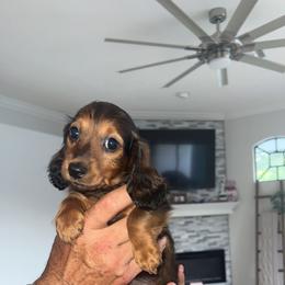 Dachshund and French Bulldog Puppies from Trust Fund Devil Kennel