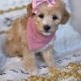 Chloe - Cream female Goldendoodle puppy in Leander, Texas from Doodle Doula