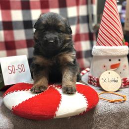 Xantos - Orange - Black and red male German Shepherd puppy in Iola, Wisconsin from DeFelice's German Shepherds
