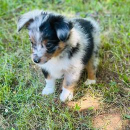 Gucci - Blue merle male Toy Australian Shepherd puppy in Garvin, Oklahoma from Hochatown Awesome Aussies