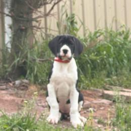 Echo - Mantle female Great Dane puppy in Liberty, New York from Catskills Greatest Danes