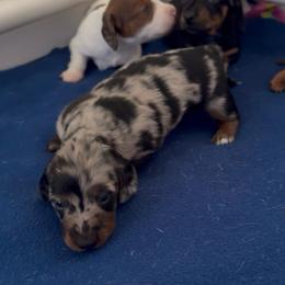 Tucker - Dapple male Dachshund puppy in North Providence, Rhode Island from Das Weinerhas Dachshunds