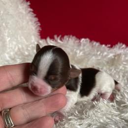Boy 4 - Chocolate, tan and white male Yorkshire Terrier puppy in Carleton, Michigan from Jo Smallwood
