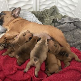 French Bulldog Puppies from Ford Frenchies