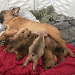 French Bulldog Puppies from Ford Frenchies
