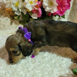 Dachshund Puppies from CLARK'S BREEDING PROGRAM