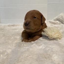 Goldendoodle Puppies from Dhalia’s Doodles