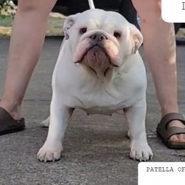 Sophie  - Bulldog