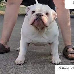 Sophie  - Bulldog